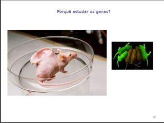 Verão na Técnica - Uma espreitadela na Bioquímica...