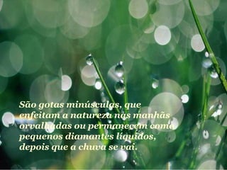 São gotas minúsculas, que enfeitam a natureza nas manhãs  orvalhadas ou permanecem como pequenos diamantes líquidos, depois que a chuva se vai. 