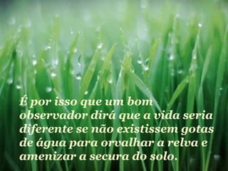 É por isso que um bom observador dirá que a vida seria diferente se não existissem gotas de água para orvalhar a relva e amenizar a secura do solo. 