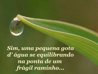 Sim, uma pequena gota
d’ água se equilibrando
     na ponta de um
    frágil raminho...
 