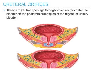 URETERAL ORIFICES
▸These are Slit like openings through which ureters enter the
bladder on the posterolateral angles of the trigone of urinary
bladder.
 