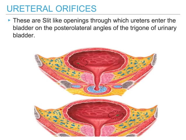 Anatomy Of Urinary Bladder | PPTX | Sexual Conditions | Sexual Health