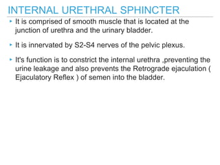 INTERNAL URETHRAL SPHINCTER
▸It is comprised of smooth muscle that is located at the
junction of urethra and the urinary bladder.
▸It is innervated by S2-S4 nerves of the pelvic plexus.
▸It's function is to constrict the internal urethra ,preventing the
urine leakage and also prevents the Retrograde ejaculation (
Ejaculatory Reflex ) of semen into the bladder.
 