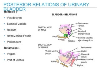 POSTERIOR RELATIONS OF URINARY
BLADDERIn males :-
▸ Vas deferan
▸ Seminal Vesicle
▸ Rectum
▸ RetroVesical Fascia
▸ Peritoneum
In famales :-
▸ Vagina
▸ Part of Uterus
 