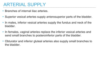 ARTERIAL SUPPLY
▸Branches of internal iliac arteries.
▸Superior vesical arteries supply anterosuperior parts of the bladder.
▸In males, inferior vesical arteries supply the fundus and neck of the
bladder.
▸In females, vaginal arteries replace the inferior vesical arteries and
send small branches to posteroinferior parts of the bladder.
▸Obturator and inferior gluteal arteries also supply small branches to
the bladder.
 