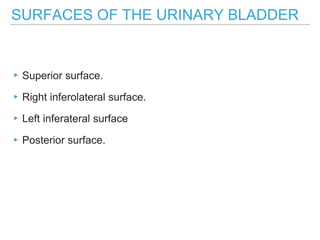 SURFACES OF THE URINARY BLADDER
▸Superior surface.
▸Right inferolateral surface.
▸Left inferateral surface
▸Posterior surface.
 