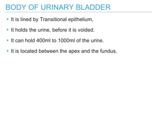 BODY OF URINARY BLADDER
▸It is lined by Transitional epithelium,
▸It holds the urine, before it is voided.
▸It can hold 400ml to 1000ml of the urine.
▸It is located between the apex and the fundus.
 