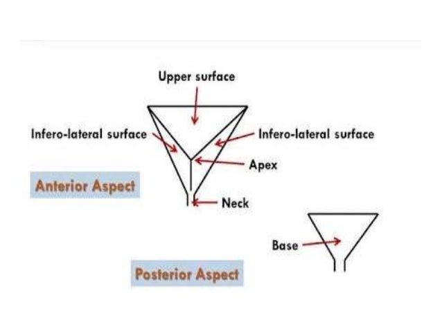 Anatomy Of Urinary Bladder