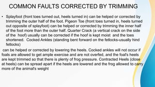 COMMON FAULTS CORRECTED BY TRIMMING
• Splayfoot (front toes turned out, heels turned in) can be helped or corrected by
trimming the outer half of the foot. Pigeon Toe (front toes turned in, heels turned
out opposite of splayfoot) can be helped or corrected by trimming the inner half
of the foot more than the outer half. Quarter Crack (a vertical crack on the side
of the hoof) usually can be corrected if the hoof is kept moist and the toes
shortened. Cocked Ankles (standing bent forward on the fetlocks-usually hind
fetlocks)
can be helped or corrected by lowering the heels. Cocked ankles will not occur if
foals are allowed to get ample exercise and are not overfed, and the foal's heels
are kept trimmed so that there is plenty of frog pressure. Contracted Heels (close
at heels) can be spread apart if the heels are lowered and the frog allowed to carry
more of the animal's weight
 