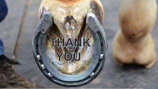 SHOEING PROCEDURE IN HORSES