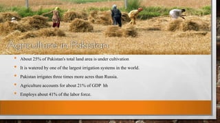 • About 25% of Pakistan's total land area is under cultivation
• It is watered by one of the largest irrigation systems in the world.
• Pakistan irrigates three times more acres than Russia.
• Agriculture accounts for about 21% of GDP hh
• Employs about 41% of the labor force.
 