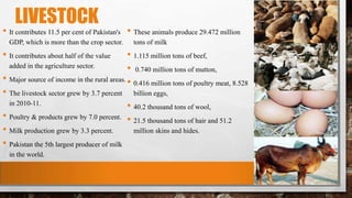 LIVESTOCK
• It contributes 11.5 per cent of Pakistan's
GDP, which is more than the crop sector.
• It contributes about half of the value
added in the agriculture sector.
• Major source of income in the rural areas.
• The livestock sector grew by 3.7 percent
in 2010-11.
• Poultry & products grew by 7.0 percent.
• Milk production grew by 3.3 percent.
• Pakistan the 5th largest producer of milk
in the world.
• These animals produce 29.472 million
tons of milk
• 1.115 million tons of beef,
• 0.740 million tons of mutton,
• 0.416 million tons of poultry meat, 8.528
billion eggs,
• 40.2 thousand tons of wool,
• 21.5 thousand tons of hair and 51.2
million skins and hides.
 