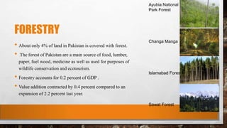 FORESTRY
• About only 4% of land in Pakistan is covered with forest.
• The forest of Pakistan are a main source of food, lumber,
paper, fuel wood, medicine as well as used for purposes of
wildlife conservation and ecotourism.
• Forestry accounts for 0.2 percent of GDP .
• Value addition contracted by 0.4 percent compared to an
expansion of 2.2 percent last year.
Ayubia National
Park Forest
Changa Manga
Islamabad Forest
Sawat Forest
 
