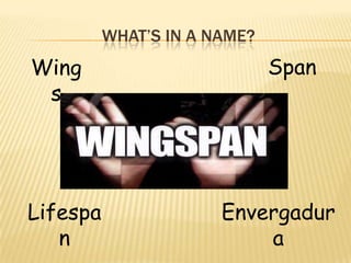 WHAT’S IN A NAME?
Wing                          Span
 s




Lifespa                Envergadur
   n                       a
 