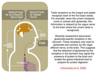 Umami- the 5th taste | PPT