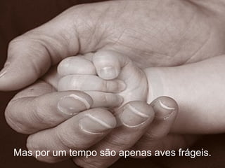 Mas por um tempo são apenas aves frágeis.
 