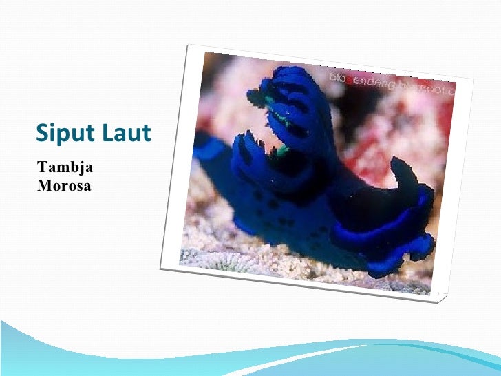Umang Umang & Siput Laut