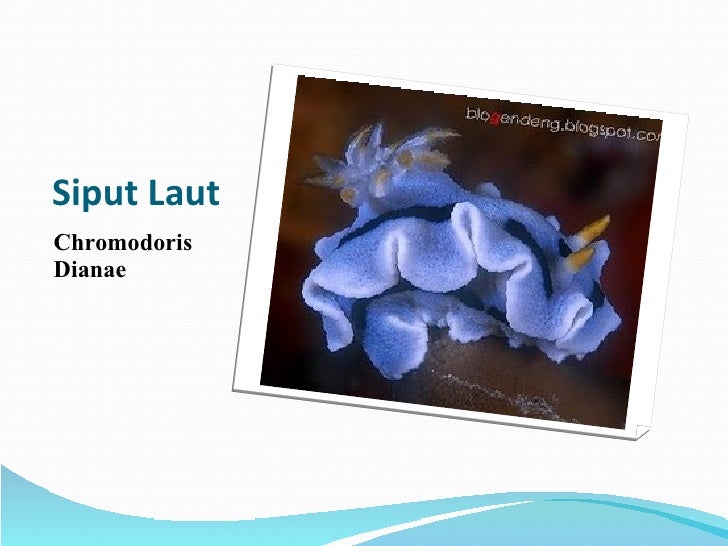 Umang Umang & Siput Laut