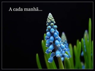 A cada manhã... 