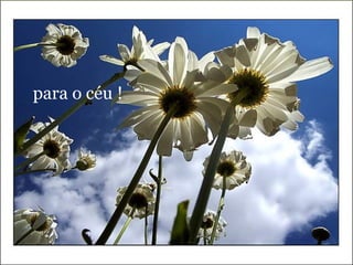 para o céu ! 