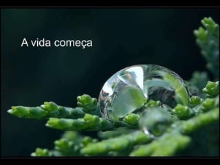 A vida começa
 