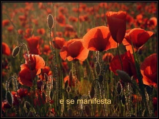 e se manifesta
 