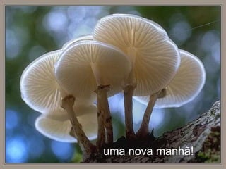 uma nova manhã!
 
