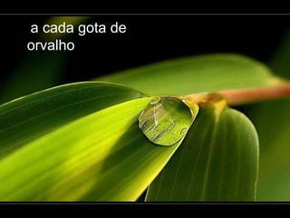 a cada gota de
orvalho
 