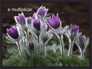 e multiplicar.
 