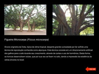 Figueira Microcarpa (Ficcus microcarpa)

Árvore originária da Índia, típica de clima tropical, desperta grande curiosidade por ter sofrido uma
técnica de reprodução conhecida como alporquia. Esta técnica consiste em um direcionamento artificial
dos galhos para o solo durante seu crescimento, através de cortes e uso de hormônios. Desta forma,
os troncos desenvolvem raízes, que por sua vez se fixam no solo, dando a impressão da existência de
várias árvores no local.



                                                                                                        VOLTAR
 