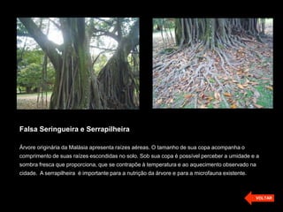 Falsa Seringueira e Serrapilheira

Árvore originária da Malásia apresenta raízes aéreas. O tamanho de sua copa acompanha o
comprimento de suas raízes escondidas no solo. Sob sua copa é possível perceber a umidade e a
sombra fresca que proporciona, que se contrapõe à temperatura e ao aquecimento observado na
cidade. A serrapilheira é importante para a nutrição da árvore e para a microfauna existente.



                                                                                                VOLTAR
 