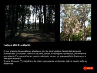 Bosque dos Eucaliptos

Árvore originária da Austrália que adaptou-se bem ao clima brasileiro. Apresenta importância
econômica na utilização da fabricação de papel, carvão, madeira para a construção, desinfetante e
aromatizante. Foi essencial para o manejo e plantio do parque, por sua capacidade de promover a
drenagem do terreno.
O nome Ibirapuera (Yby-raouêra), é de origem tupi guarani e significa pau podre e madeira velha ou
apodrecida.

                                                                                                 VOLTAR
 