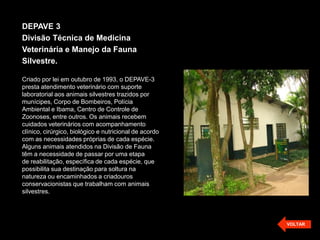 DEPAVE 3
Divisão Técnica de Medicina
Veterinária e Manejo da Fauna
Silvestre.

Criado por lei em outubro de 1993, o DEPAVE-3
presta atendimento veterinário com suporte
laboratorial aos animais silvestres trazidos por
munícipes, Corpo de Bombeiros, Polícia
Ambiental e Ibama, Centro de Controle de
Zoonoses, entre outros. Os animais recebem
cuidados veterinários com acompanhamento
clínico, cirúrgico, biológico e nutricional de acordo
com as necessidades próprias de cada espécie.
Alguns animais atendidos na Divisão de Fauna
têm a necessidade de passar por uma etapa
de reabilitação, específica de cada espécie, que
possibilita sua destinação para soltura na
natureza ou encaminhados a criadouros
conservacionistas que trabalham com animais
silvestres.




                                                        VOLTAR
 