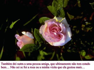 Também dei outra a uma pessoa amiga, que ultimamente não tem estado bem… Não sei se foi a rosa ou a minha visita que ela gostou mais… 