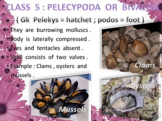 • They are burrowing molluscs .
• Body is laterally compressed .
• Eyes and tentacles absent .
• Shell consists of two valves .
• Example : Clams , oysters and
mussels .
 