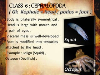 CLASS 6 : CEPHALOPODA
 Body is bilaterally symmetrical .
 Head is large with mouth and
a pair of eyes .
 Visceral mass is well-developed .
 Foot is modified into tentacles
attached to the head .
 Example : Loligo (Squid) ,
Octopus (Devilfish) .
 
