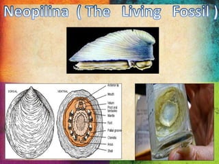 Phylum Mollusca