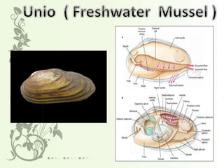 Phylum Mollusca