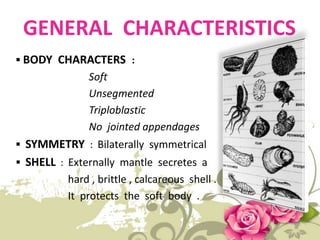 GENERAL CHARACTERISTICS
 BODY CHARACTERS :
Soft
Unsegmented
Triploblastic
No jointed appendages
 SYMMETRY : Bilaterally symmetrical
 SHELL : Externally mantle secretes a
hard , brittle , calcareous shell .
It protects the soft body .
 