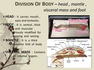 DIVISION OF BODY – head , mantle ,
visceral mass and foot
 HEAD : It carries mouth ,
eyes and tentacles.
 FOOT : It is ventral , thick
and muscular .
Variously modified for
creeping and seizing .
 MANTLE : It is a thick
muscular fold of body
wall .
 VISCERAL MASS : Contains
all internal organs .
 