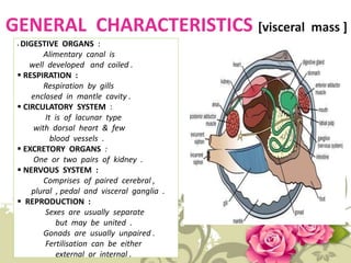 GENERAL CHARACTERISTICS [visceral mass ]
 DIGESTIVE ORGANS :
Alimentary canal is
well developed and coiled .
 RESPIRATION :
Respiration by gills
enclosed in mantle cavity .
 CIRCULATORY SYSTEM :
It is of lacunar type
with dorsal heart & few
blood vessels .
 EXCRETORY ORGANS :
One or two pairs of kidney .
 NERVOUS SYSTEM :
Comprises of paired cerebral ,
plural , pedal and visceral ganglia .
 REPRODUCTION :
Sexes are usually separate
but may be united .
Gonads are usually unpaired .
Fertilisation can be either
external or internal .
 