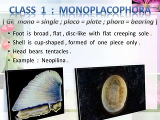 • Foot is broad , flat , disc-like with flat creeping sole .
• Shell is cup-shaped , formed of one piece only .
• Head bears tentacles .
• Example : Neopilina .
 