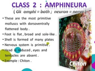 • These are the most primitive
molluscs with dorsoventrally
flattened body .
• Foot is flat , broad and sole-like .
• Shell is formed of many plates
• Nervous system is primitive .
• Head is reduced , eyes and
tentacles are absent .
• Example : Chiton .
 