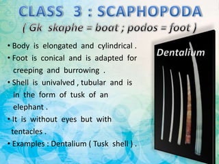 • Body is elongated and cylindrical .
• Foot is conical and is adapted for
creeping and burrowing .
• Shell is univalved , tubular and is
in the form of tusk of an
elephant .
• It is without eyes but with
tentacles .
• Examples : Dentalium ( Tusk shell ) .
 
