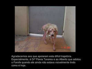 Agradecemos aos que apoiaram esta difícil trajetória.
Especialmente, à Drª Flavia Tavares e ao Alberto que adotou
o Farofa quando ele ainda não estava visivelmente lindo
como é hoje.
 
