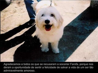 Agradecemos a todos os que se recusaram a socorrer Farofa, porque nos
deram a oportunidade de sentir a felicidade de salvar a vida de um ser tão
admiravelmente amoroso.
 