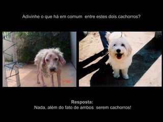 Adivinhe o que há em comum entre estes dois cachorros?
Resposta:
Nada, além do fato de ambos serem cachorros!
 