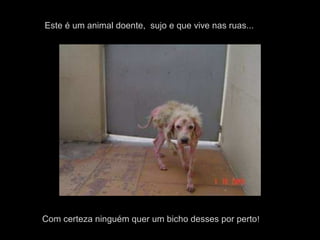 Este é um animal doente, sujo e que vive nas ruas...
Com certeza ninguém quer um bicho desses por perto!
 