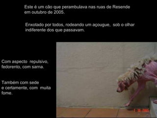 Este é um cão que perambulava nas ruas de Resende
em outubro de 2005.
Enxotado por todos, rodeando um açougue, sob o olhar
indiferente dos que passavam.
Com aspecto repulsivo,
fedorento, com sarna.
Também com sede
e certamente, com muita
fome.
 