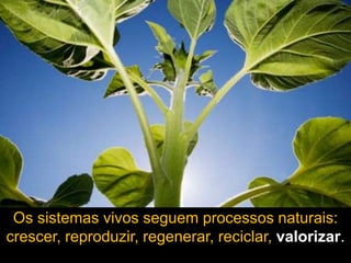 Os sistemas vivos seguem processos naturais:
crescer, reproduzir, regenerar, reciclar, valorizar.
 